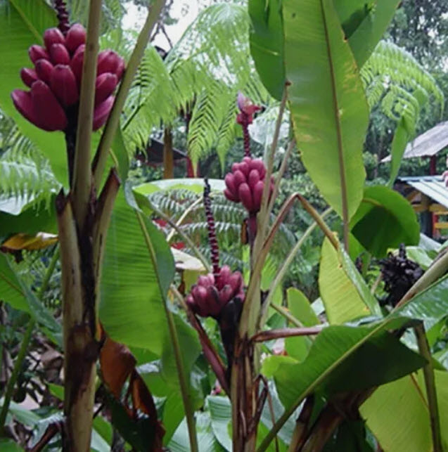 กล้วยรุ่งอรุณ หรือกล้วยดอกบัวอัสสัม (Musa Velutina) / 5 เม็ด (Portugal)