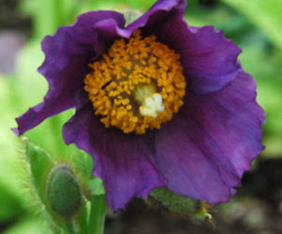 ป๊อบปี้ หิมาลายัน (Poppy Himalayan) สีม่วง / 25 เม็ด (China)