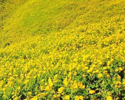 บัวตอง (Mexican Sunflower) / 50 เม็ด