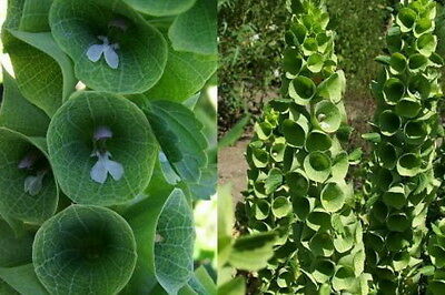 เบลส์ ออฟ ไอร์แลนด์ (Bells of Ireland) / 100 เม็ด (Serbia)