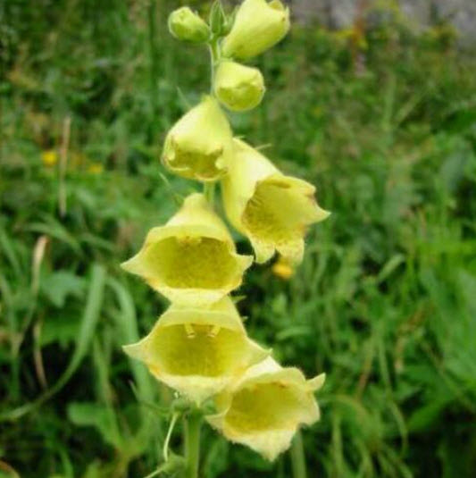 ดิจิทาลิส สีเหลือง (Digitalis / Yellow Straw Foxglove) / 500 เม็ด (UK)