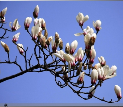 แม็กโนเลีย ยูหลาน (Magnolia Yulan) คละ / 25 เม็ด