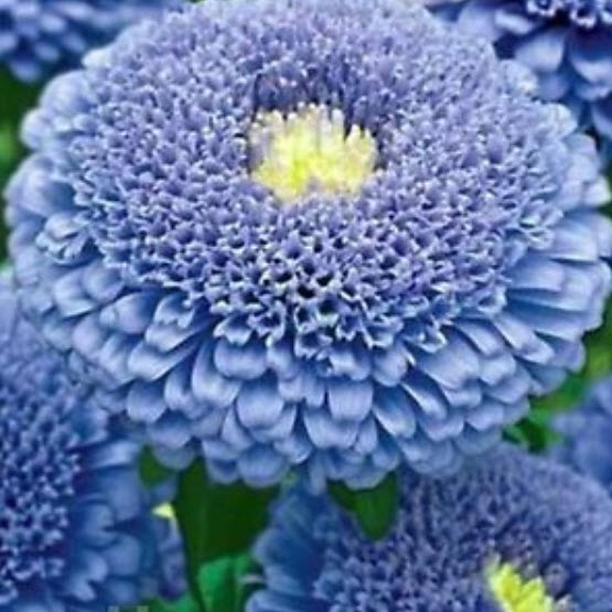 แอสเตอร์ ปริ้นท์เซส (Aster Princess) สีฟ้าดอกใหญ่ / ซอง 100 เม็ด (Ukraine)