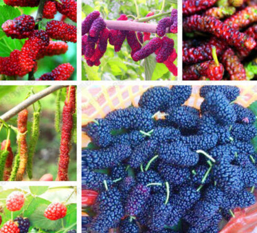 แบล๊ค มัลเบอรี่ (Black Mulberry / Morus nigra) บอนไซ / 65 เม็ด (UK)