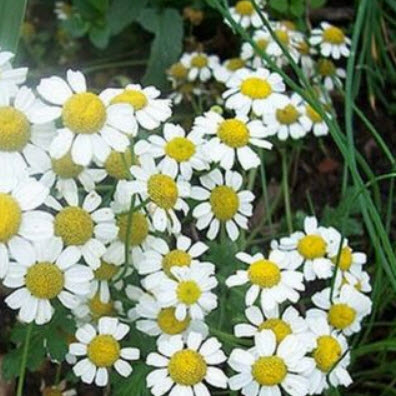 เยอรมัน คาโมมายล์ (German Chamomile) / 2 กรัม (UK)*