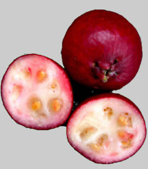 ฝรั่งเชอรี่สตรอเบอรี่ (Strawberry Cherry Guava) สีแดง / 10 เม็ด (Portugal)