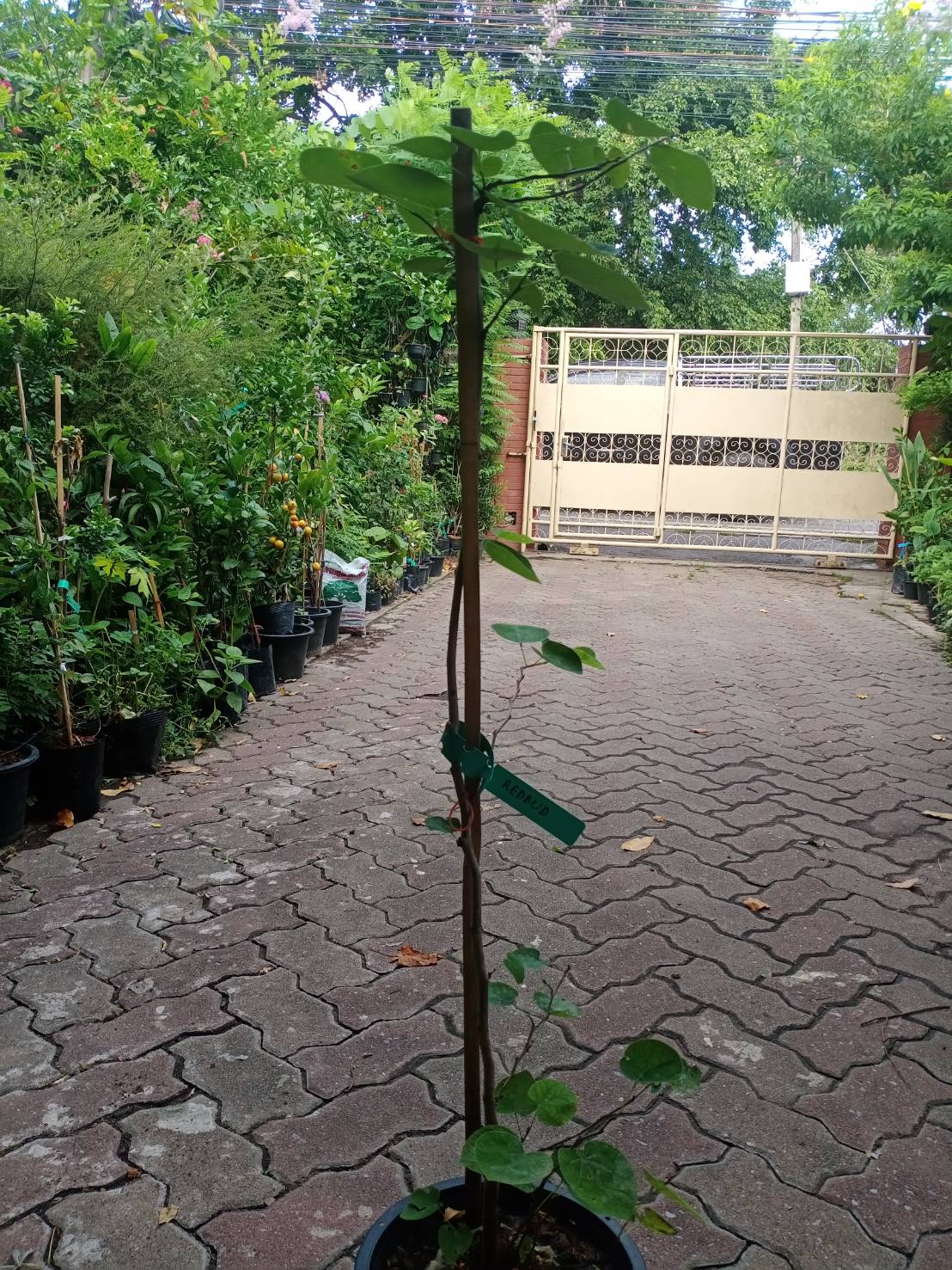 ต้นเรดบัด (Chinese Redbud) อายุต้น 2 ปี+ สูง 70-100 ซ.ม. ต้นไม้นำเข้าจากจีน