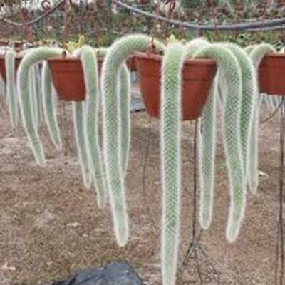 แคคตัสหางลิง (Monkey Tail Cactus) / 50 เม็ด