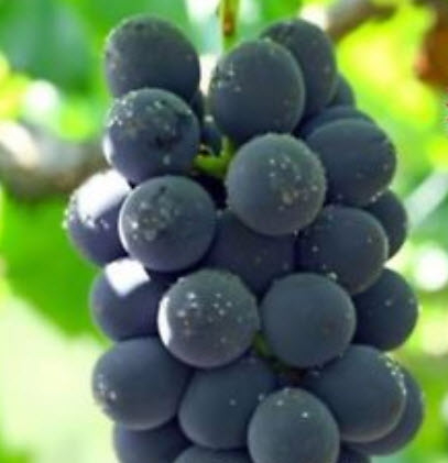 องุ่นเคียวโฮญี่ปุ่น สีม่วง / 50 เม็ด (นอก)