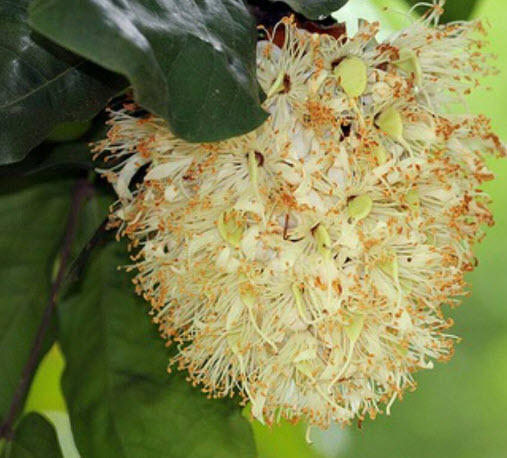 ต้น อโศกขาวแคระ อโศกขาว สูง 40-50 ซ.ม. หายากมาก