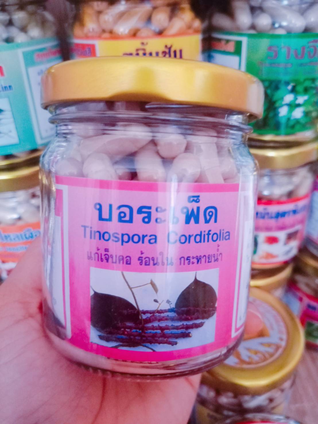 บอระเพ็ด สมุนไพรพรหมรังสี