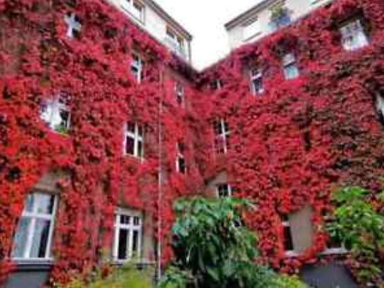 บอสตัน ไอวี่ (Boston Ivy) แดง / 50 เม็ด