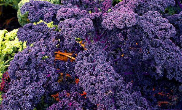 เคล (Scarlet Kale / Borecole) / 800 เม็ด (UK)
