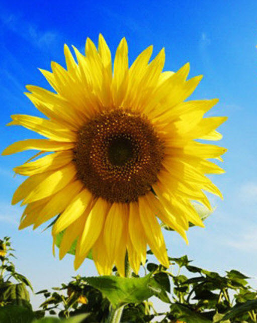 ทานตะวัน (Sunflower) / ซอง 15 เม็ด (A007)