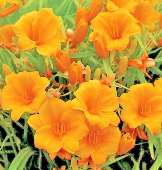 เดย์ลิลี่ สีส้ม (Orange Stella De Oro Daylily) / 10 เม็ด (USA)