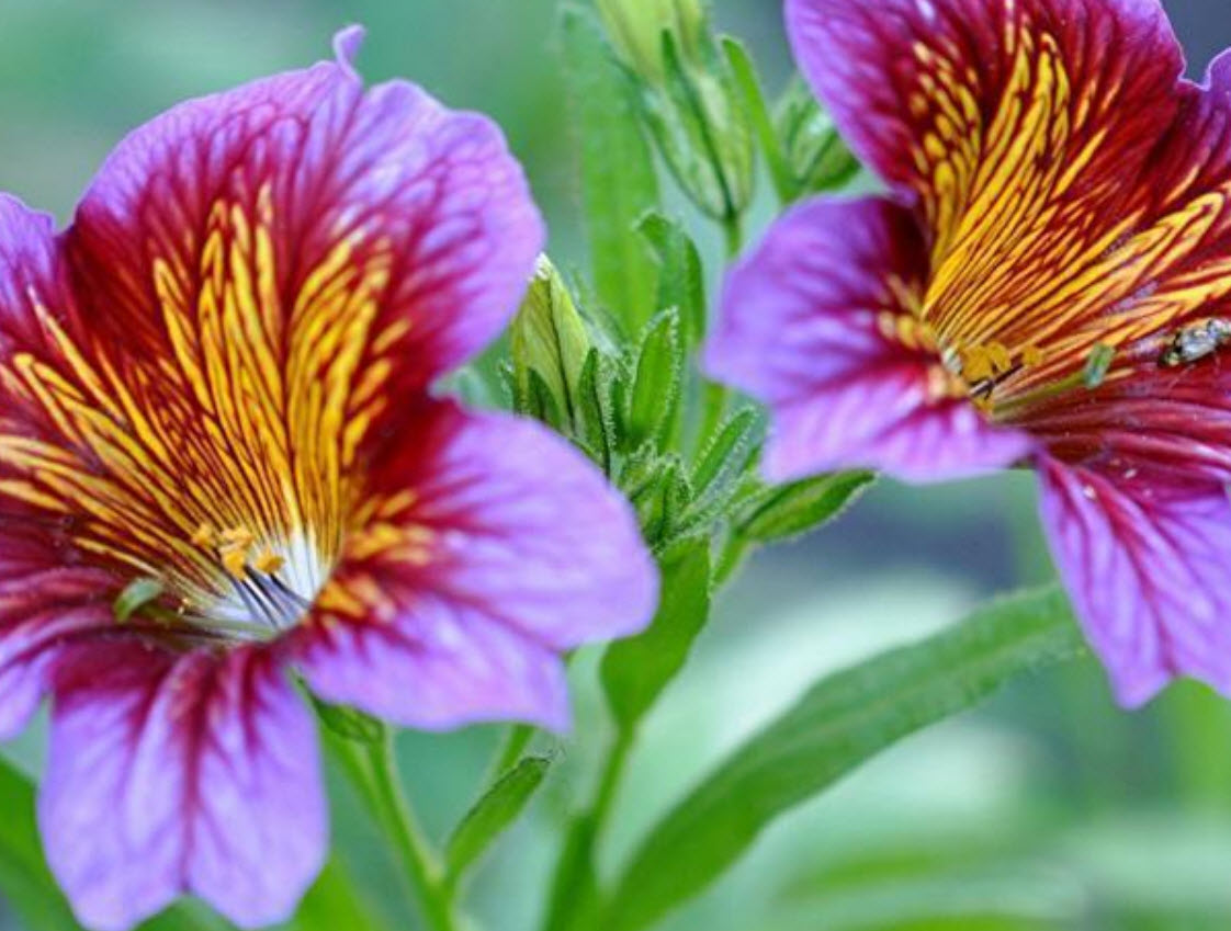 ซาลพิกลอสซิส (Salpiglossis sinuata /Painted Tongue) คละ / 2,000 เม็ด (นอก)