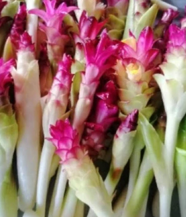 กระเจียวแดงกัมพูชา กระเจียวแดง กระเจียวหวานแดง / ซองละ 15 เม็ด