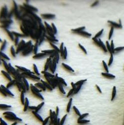 หยาดน้ำค้างอัฟริกัน (Drosera Nidiformis) / 5 เม็ด (Spain)