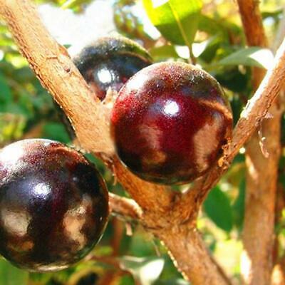 องุ่นบราซิล (Jaboticaba) ผลแดง / 15 เม็ด (China)