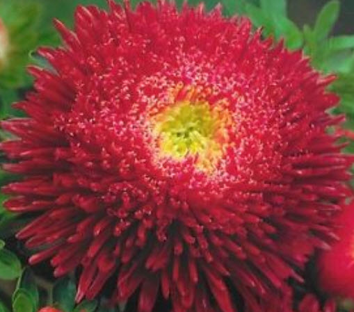 แอสเตอร์ ปริ้นซิลี่ (Aster Princely) คละ / 450 เม็ด (UK)