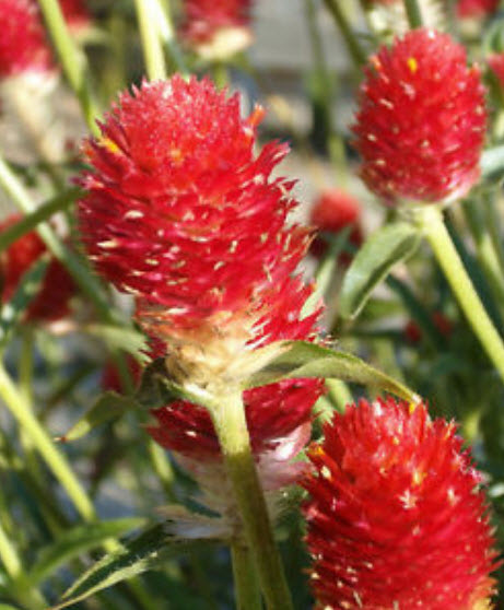 บานไม่รู้โรย (Globe Amaranth) คละสี / 80 เม็ด (Lithuania)