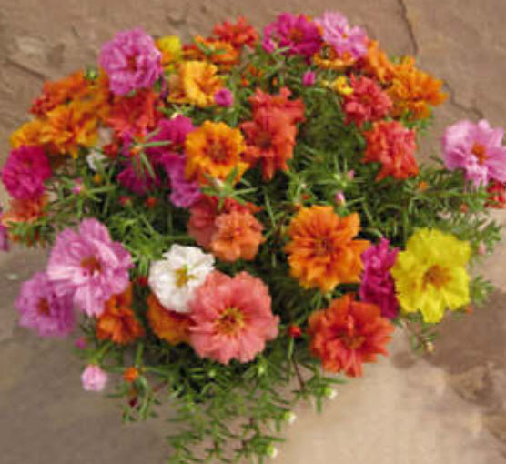 แพรเซี่ยงไฮ้ (Portulaca) ซ้อน คละสี / 1,200 เม็ด