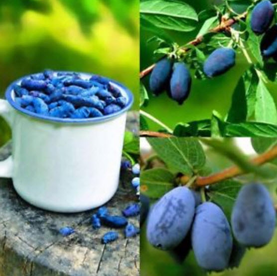 บลูเบอรี่สายน้ำผึ้ง (Honey Blueberry) / 200 เม็ด (นอก)