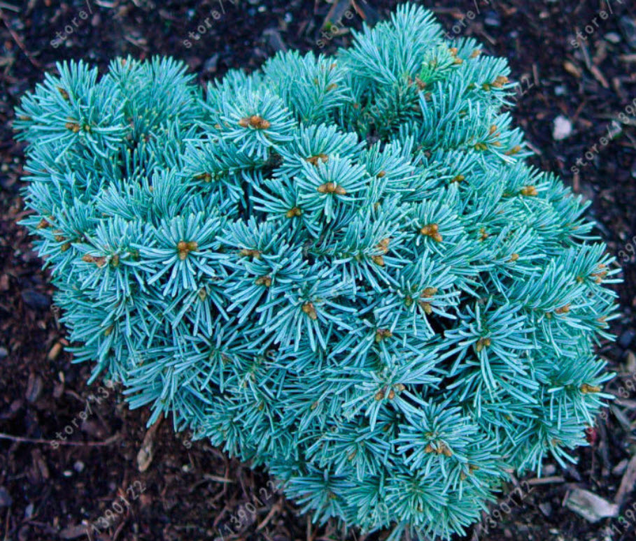 สนเกาหลี พันธุ์เตี้ย Silberperle / 25 เม็ด