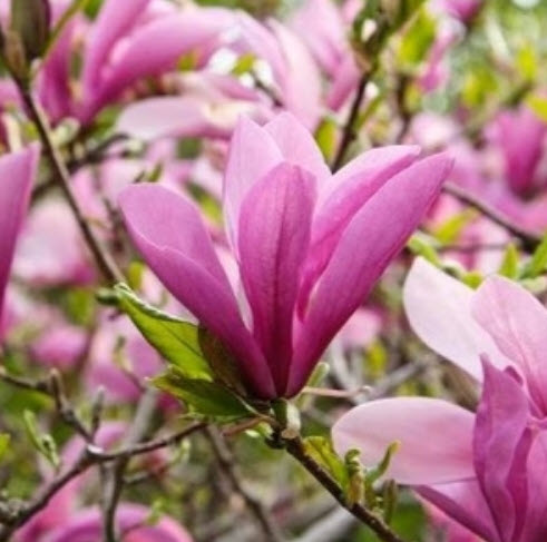 ต้นแมกโนเลีย เจน (Magnolia Jane) ดอกสีชมพูเข้มแกมแดง สูง 50-70 ซ.ม.