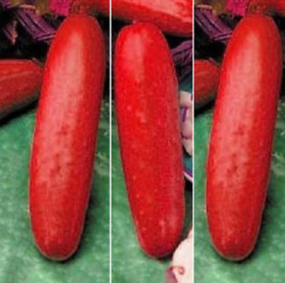 แตงกวาแดง (Red cucumber) / 30 เม็ด