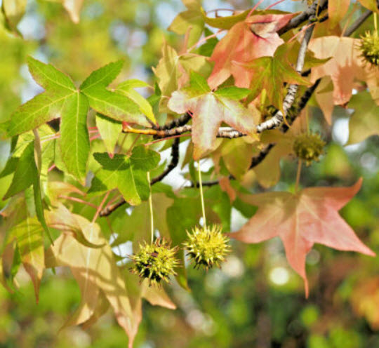 อเมริกัน สวีทกัม (American sweetgum) / 10 เม็ด (USA)