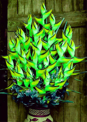 เฮลิโคเนียบอนไซ (Heliconia) คละ / 100 เม็ด