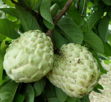 Thai Sugar Apple - PETCH PAK CHONG seeds / 20 pcs