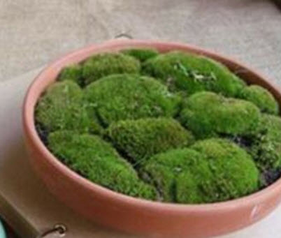 มอสส์เขียว (Green Moss) / 100 เม็ด ,