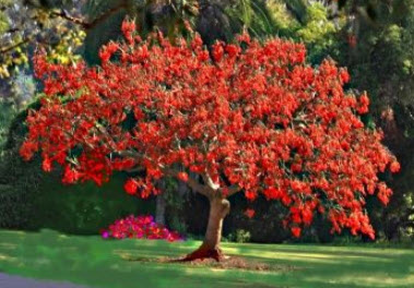 มโนรมย์ (Coral Tree) / 5 เม็ด (Portugal)