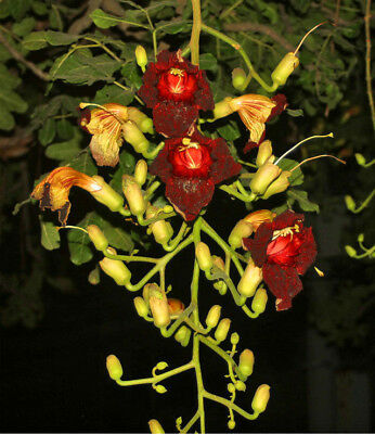 ต้นไส้กรอก (sausage tree) / 10 เม็ด (China)