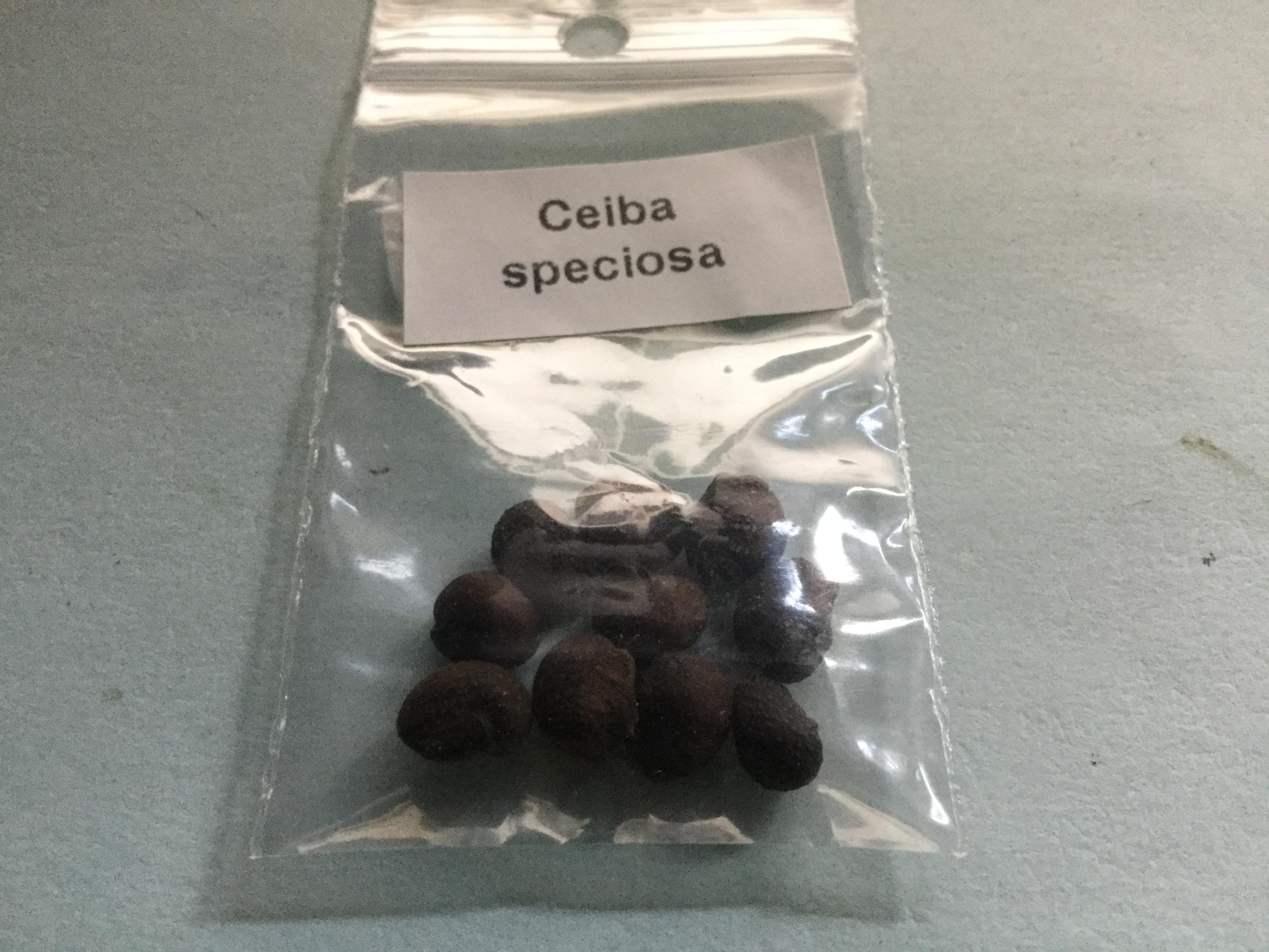 ต้นขวด (Bottle Tree) / 10 เม็ด (Portugal)*