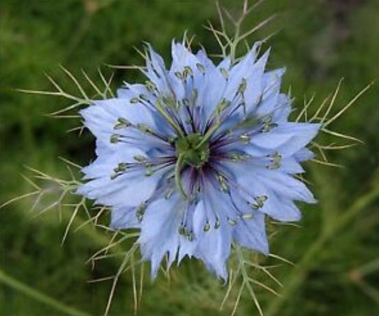 รักในสายหมอก (Love in a Mist - Ragged Lady) คละ / 600 เม็ด (Belgium)