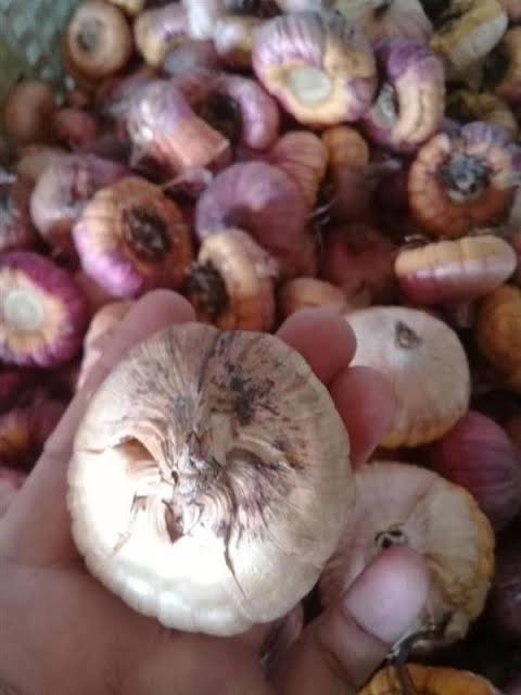 หัวแกลดิโอลัส (Gladiolus) คละ ขนาดกลาง / ชุด 5 หัว