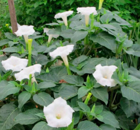 ลำโพงดอกขาว (Devil's Trumpet / Datura metel) / 50 เม็ด (UK)
