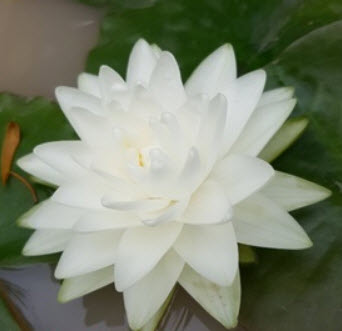 บัวสโนว์บอล หรือกอนเนียร์ สีขาว / 200 เม็ด