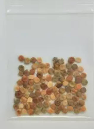 เท็กซัส บลูบอนเน็ต (Texas Bluebonnet) / 50 เม็ด (USA)