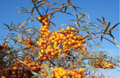 ซีบัคธอร์น (Sea Buckthorn) / 100 เม็ด