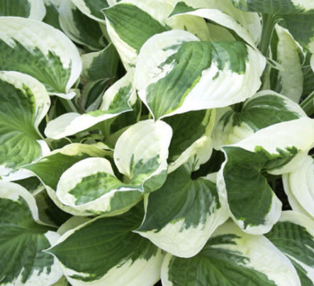 ฮอสต้า แพทริออท (Hosta Patriot) / 5 เม็ด (Canada)