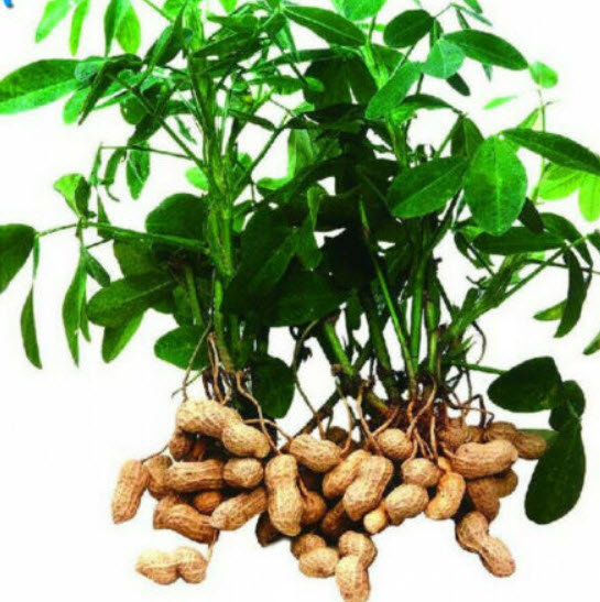 ถั่วลิสง (Groundnut Peanut) คละ / 10 เม็ด (นอก)