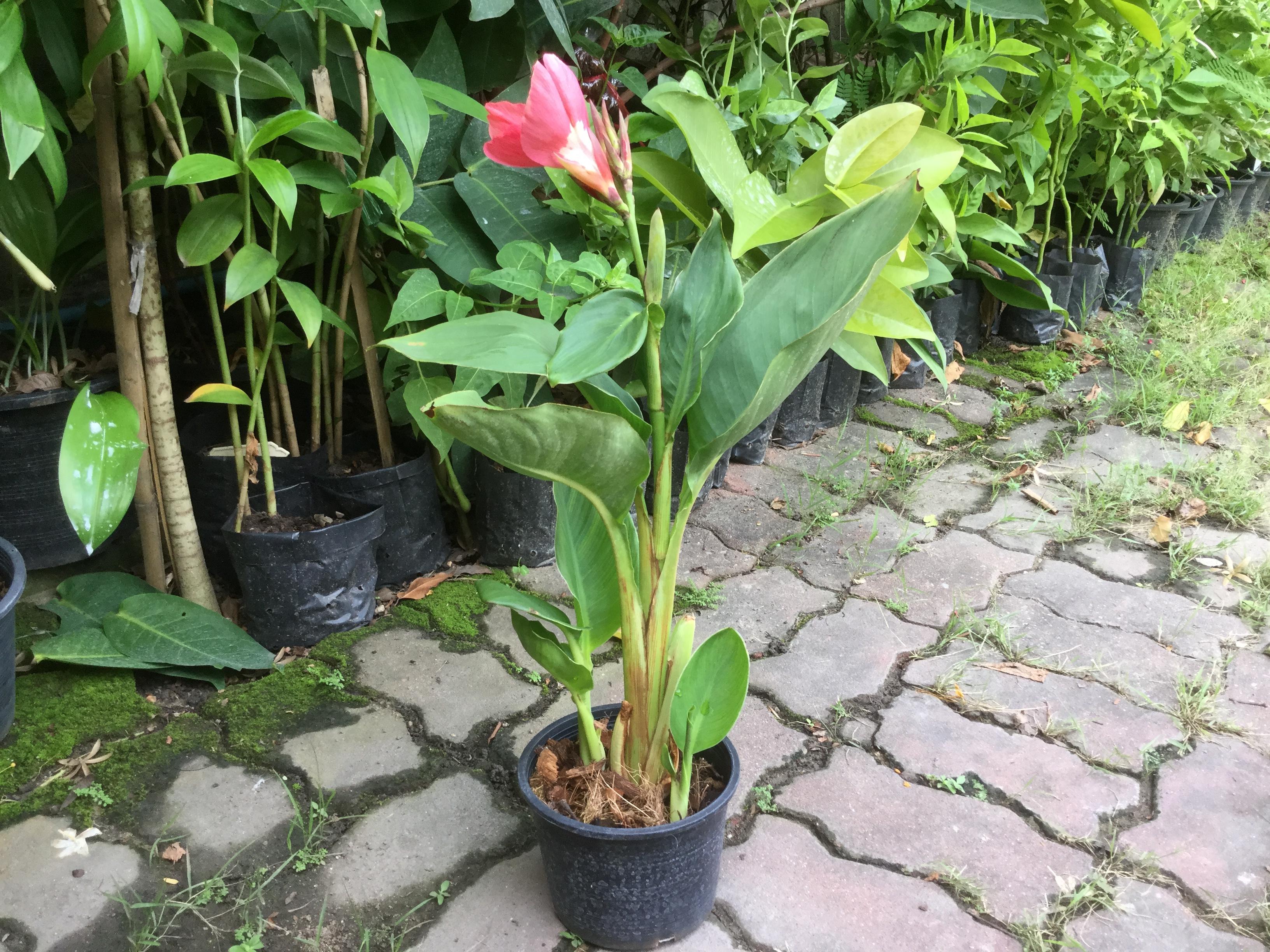 ต้นพุทธรักษาเตี้ย สีส้ม / ต้น