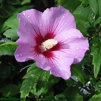 โรส ออฟ ชารอน - อะโพไดท์ (Rose of Sharon - Aphrodite) / 50 เม็ด (UK)