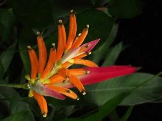 พุทธรักษาญี่ปุ่น (Parrot beak) / 2 เม็ด (France)