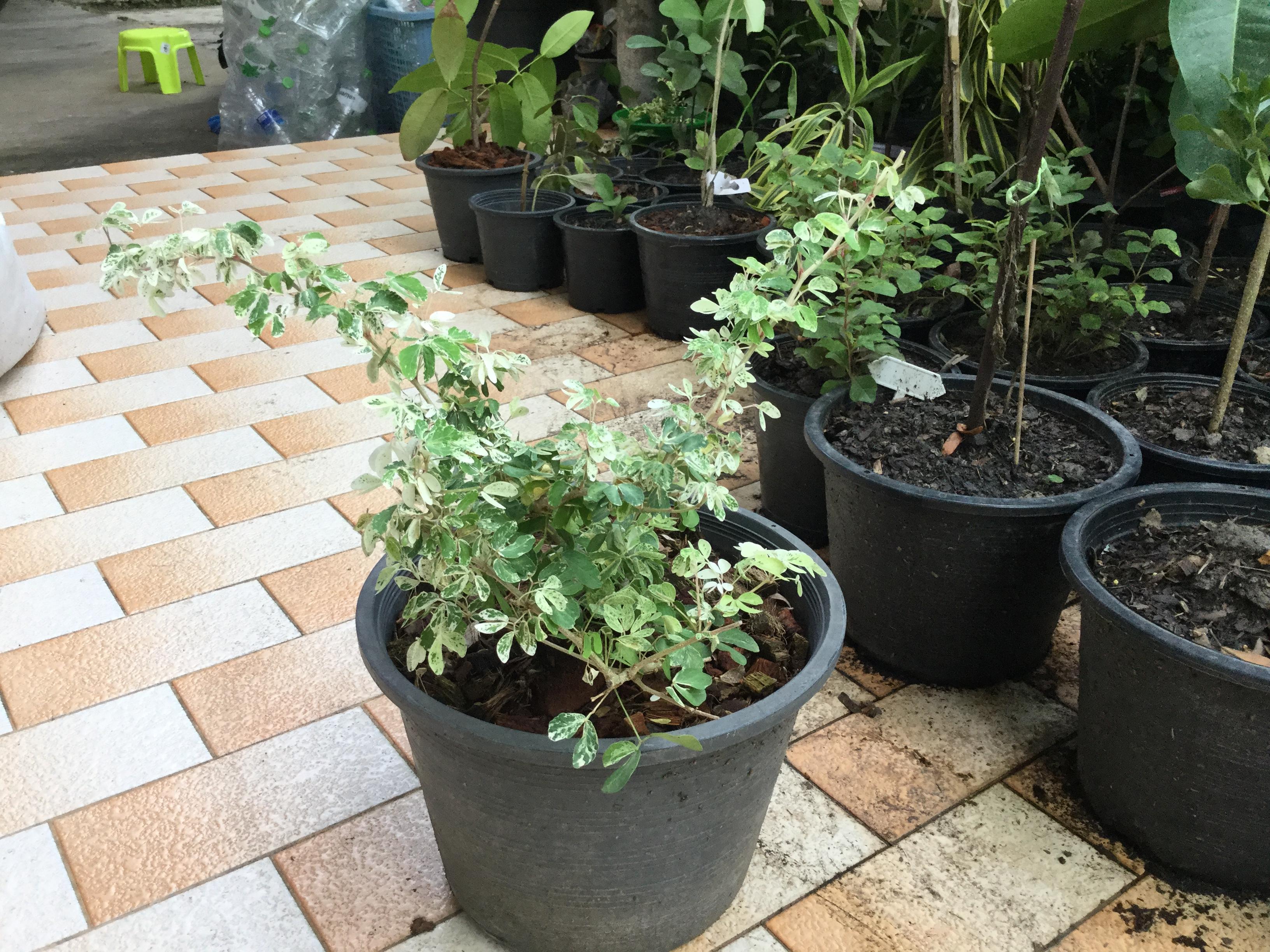 ต้นไม้มงคล