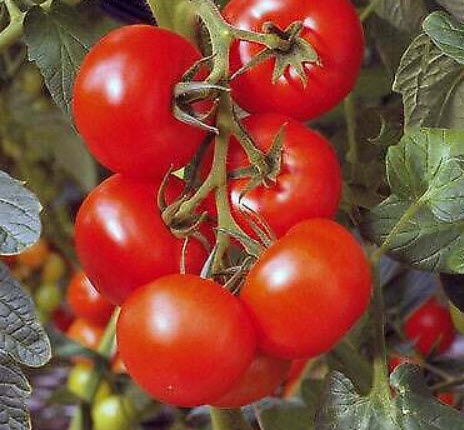 มะเขือเทศ (Tomato - Moneymaker) / 40 เม็ด (UK)